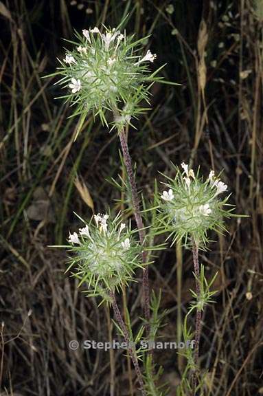 navarretia intertexta ssp intertexta 2 graphic